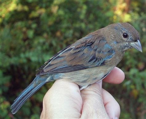 Researcher Bands Oldest Indigo Bunting Songbird In North America