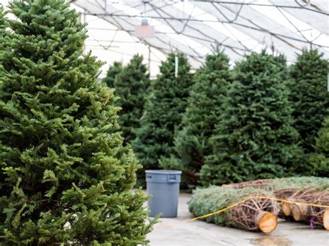 Best Christmas Tree Farms Near Me