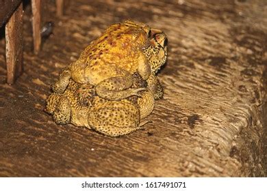 Bufo Melanostictus Schneider Images Stock Photos Vectors