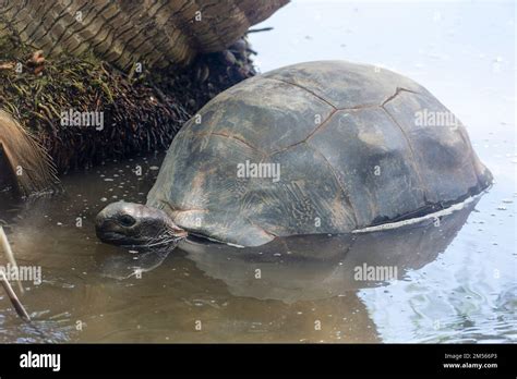 An Aldabra Giant Tortoise Dipsochelys Gigantea Curieuse Island