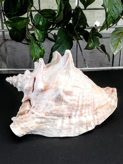 Large Conch Shell Natural Pink Seashell Planter Or Garden Etsy