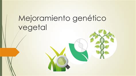 Mejoramiento genético vegetal Mejoramiento genético vegetal El