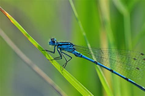 The Season Of Fireflies And Dragonflies Farm And Dairy