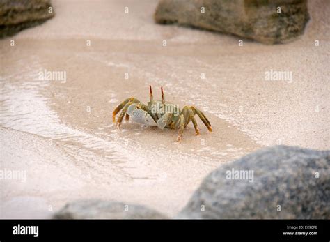 Ghost crab, horned ghost crab or horn-eyed ghost crab (Ocypode ...