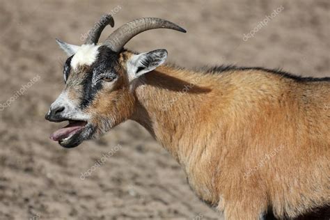 Bleating Goat Stock Photo by ©fouroaks 36222397