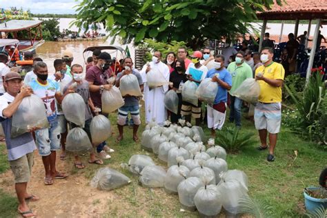 ECONOMIA Codevasf realiza peixamento 60 mil alevinos no rio São