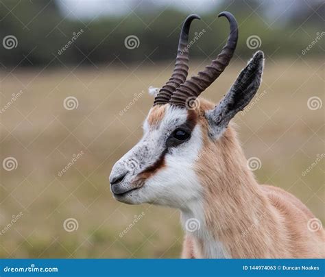 Male Springbok Antelope in South Africa Stock Image - Image of travel ...