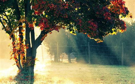 Hd Wallpaper Green And Red Leafed Tree Trees Fence Sunlight