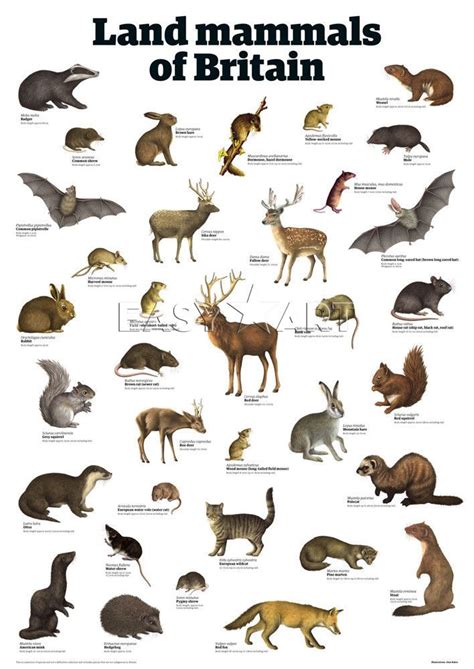 Small Mammals Uk Identification at michellejmeyero blog