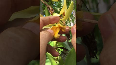 How To Pollinate Vanilla Orchids Youtube