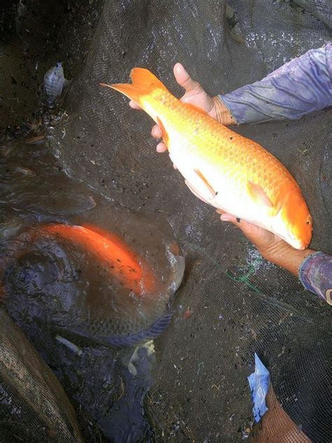 Induk Ikan Mas Jantan