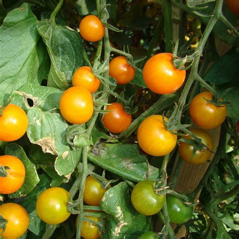 Gelbe Cherrytomate Lycopersicon Lycopersicum Zulauf Gartencenter