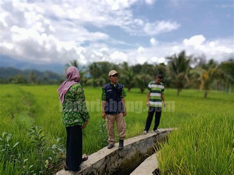 Hama Kresek Serang Hektar Padi Di Bingin Kuning