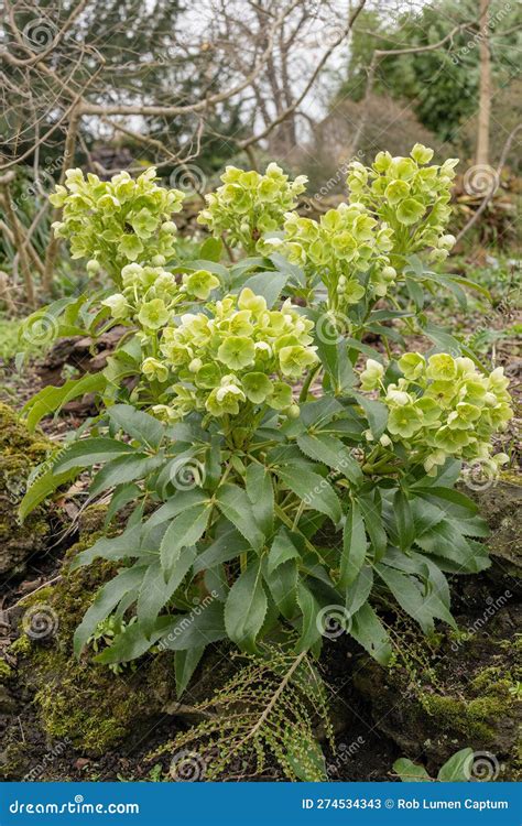 Corsican Green Hellebore Hellebores Argutifolius Flowering Plant Stock