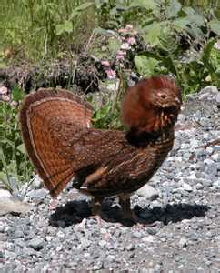 Pennsylvania State Bird - Ruffed Grouse