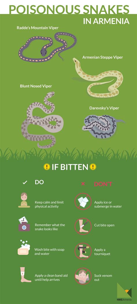 Snakes In Armenia What You Need To Know To Avoid A Misadventure