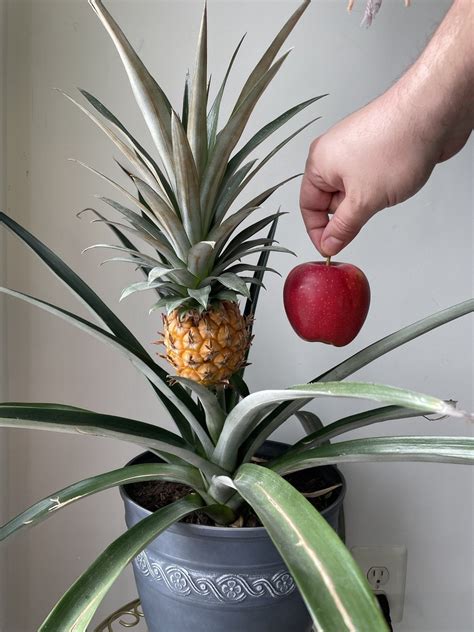 Indoor Pineapple Progress - Advice? : r/houseplants