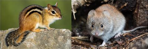 16 Types of Rodents in the United States! (w/Pics) - Bird Watching HQ