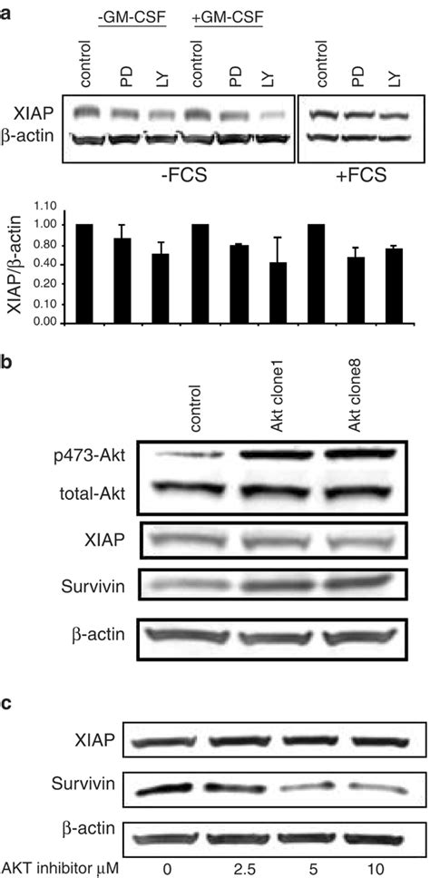 Regulation Of XIAP Expression Through The MAPK And PI3K Pathways A