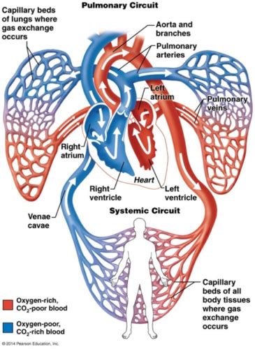 ANAT0001 Anatomy And Development Of The Cardiovascular System SE