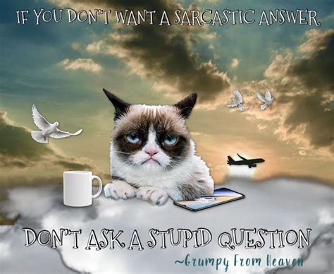 Grumpy Advice 😼😹 Funny Grumpy Cat Memes Grumpy Cat Cat Memes