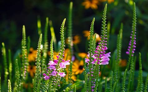 Физостегия (Physostegia) - описание, виды, фото, уход, пересадка ...