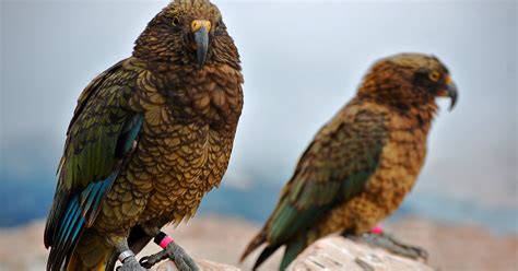 Island Conservation New Zealand Kea Nesting Success - Island Conservation