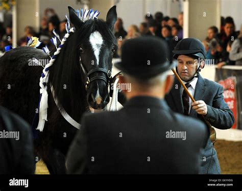 Shire Horse Society's National Show Stock Photo - Alamy