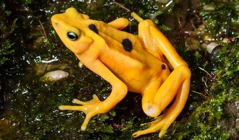 Panamanian golden frog facts, distribution & population | BioDB