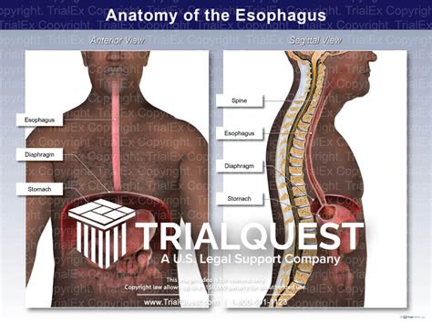 Anatomy Of The Esophagus Trialexhibits Inc