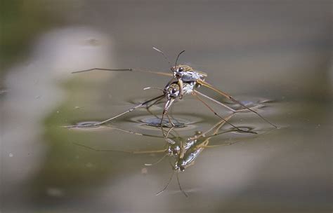 water striders | Roads End Naturalist