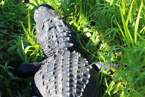 American Alligator From Miami Dade County Fl Usa On December