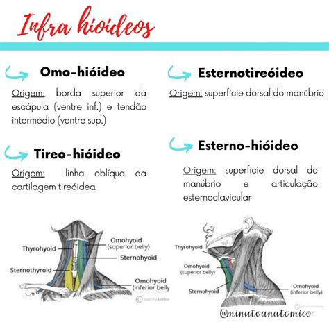 Minuto Anatômico 139 Osso Hioide Anatomia And Fisioterapia