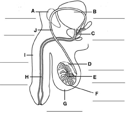 Male Reproductive System With Labels