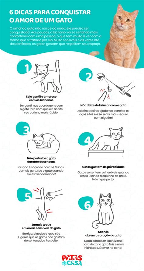 Coisas Que Voc Precisa Saber Sobre Os Gatos Guia Completo Para