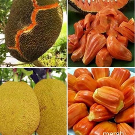 Jual Bibit Tanaman Nangka Merah Okulasi Genjah Super Shopee Indonesia