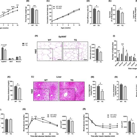 Tctp Overexpression Improves Body Composition In Ncd Fed Mice A Changes