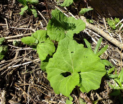 Petasites hybridus (Asteraceae) image 66872 at PhytoImages.siu.edu