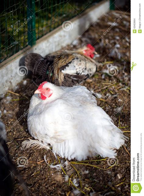 Pollos Blancos Y Coloridos En Yarda De Las Aves De Corral Foto De