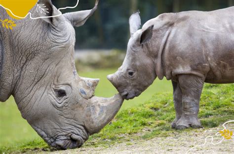 Journée mondiale du rhinocéros 2 espèces à admirer à Beauval