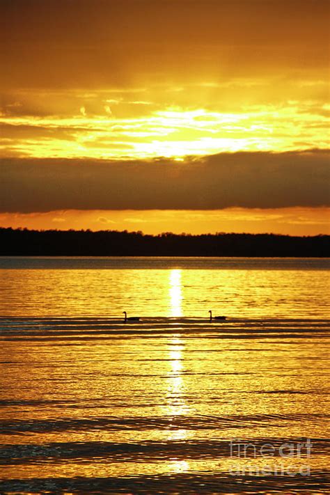 Swan Silhouette Sunet Photograph by Karen Jorstad - Fine Art America