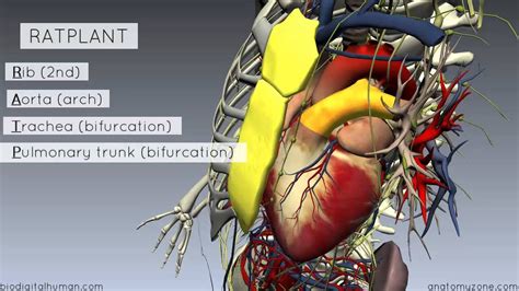 Sternal Angle Angle Of Louis 3d Anatomy Tutorial Anatomy Tutorial