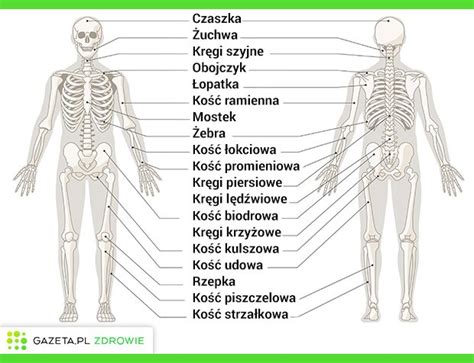 Anatomia Co To Znaczy