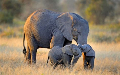 Twin Baby Elephants wallpapers