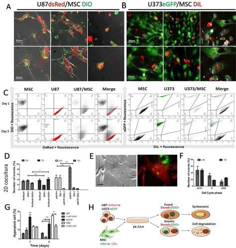 Cell Cell Interaction Events In 2d Monolayer Co Cultures Of Gbm U87 And