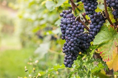 Wine Grapes Late Burgundy Vine - Free photo on Pixabay