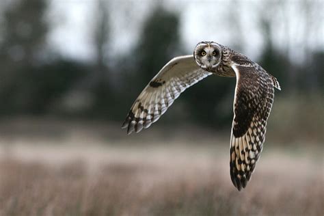 Short-eared Owl - Birds Ireland Photography