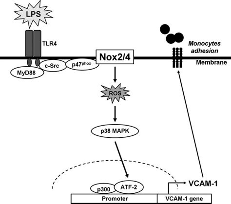 Schematic Representation Of The Signaling Pathways Involved In The