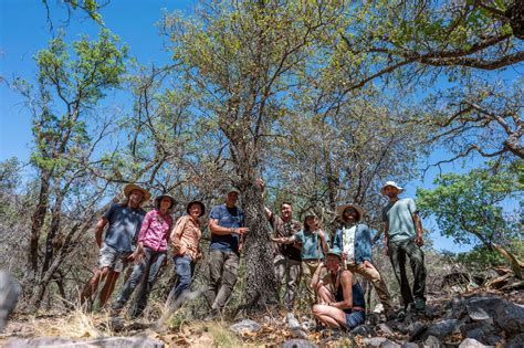 Clinging To Life Scientists Rediscover Oak Tree Thought To Be Extinct