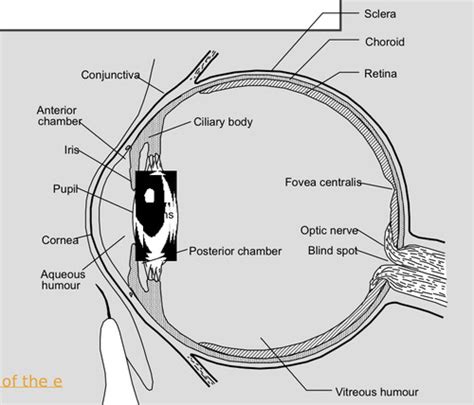 Ophthalmic Drug Delivery Flashcards Quizlet